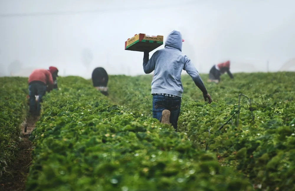 Farmer Harvesting Indian Crops