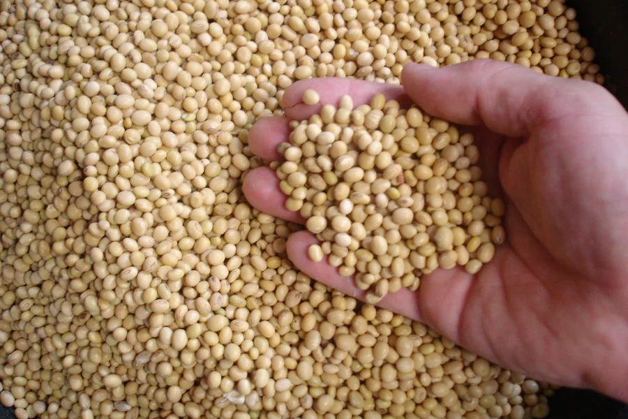 Defatted Soymeal Animal Feed